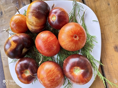 Томат Озарк закат (Ozark sunset), Германия