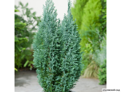 Кипарисовик Элвуди - Ellwoodii