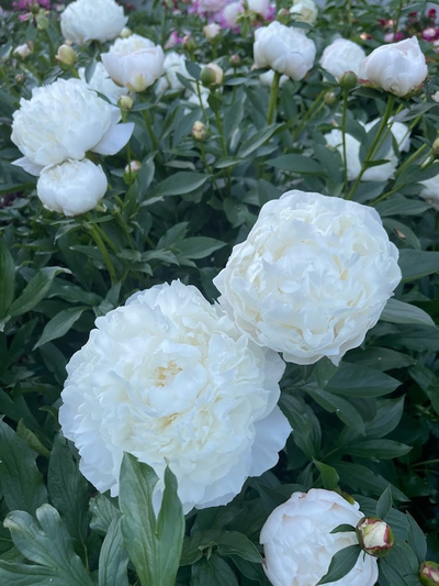 Пион Энн Казинс