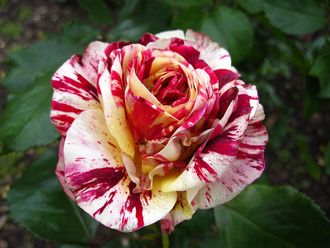 Джордж Бурнс ( Папарацци). (George Burns, Paparazzi). Tom Carruth