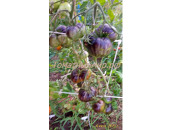 Томат Бифштекс Марши (Marsha's Starfighter Beefsteak)