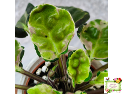 СФ-Томная Жозефина (С. Фатеева) листовая химера (Стартер сорт)