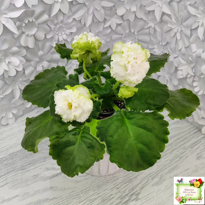 ЕК-Изумрудные Розы (Е.Коршунова) 2018 г.