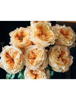 Розы Премиум Класса