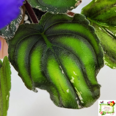 LV-БИГ (Л. Шевелева) 2024 г. трейлер (пасынок сорт посажен 15.08.25)