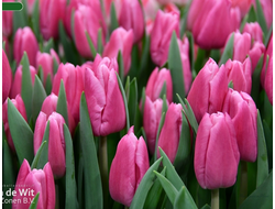 Тюльпан Jumbo Pink