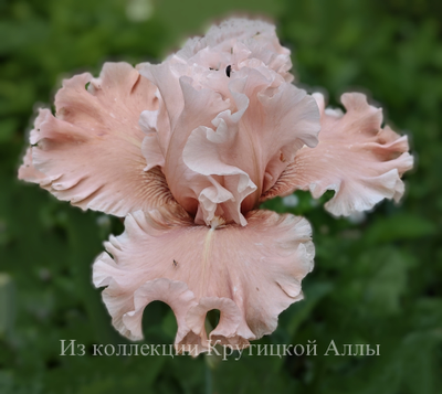 Ирис Hello Romance