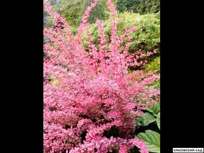 Барбарис Тунберга Pink Perfection