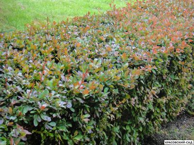 Живая изгородь из барбариса обыкновенного