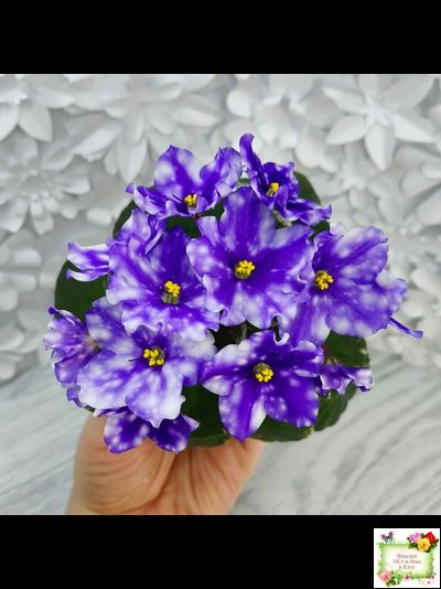 Hunter’s Andromeda (K. Muzalewski) 2023 г.