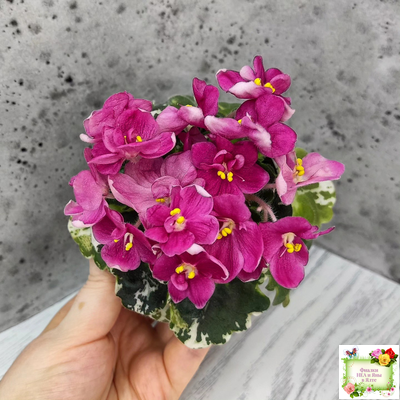 ЛЕ-Фруктовая Мармеладка (Е.Лебецкая) 2017 г. (пестролистный гёрл)