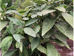 Аукуба Японская