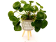 Pilea Peperomioides - Пилея пеперомиевидная, китайское денежное дерево, растение НЛО