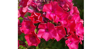 Флокс  Мария Шаронова (Maria Charonova)