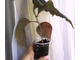 Acalypha wilkesiana ‘tricolor’
