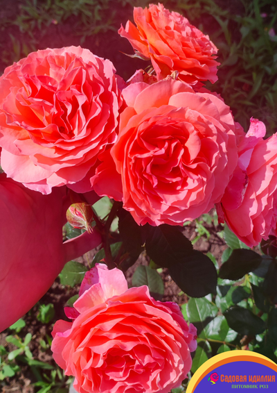 Бельведер (Belvedere)