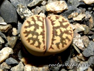 Lithops dorotheae С300  - 10 семян