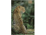 Выжидающий леопард (98867)