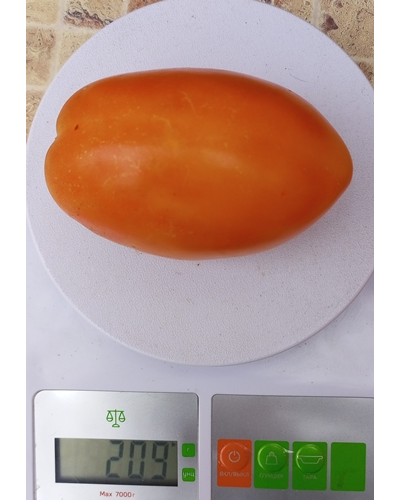 Томат Золотое сердце