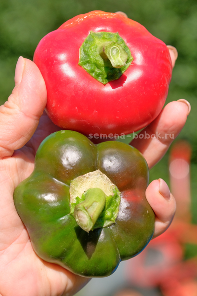 Перец сладкий Гогошар Советский, 10 шт