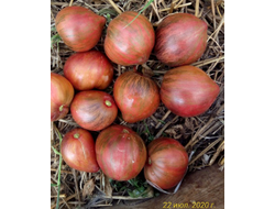 Томат Rebel Starfighter Prime (Мятежный звездный истребитель)