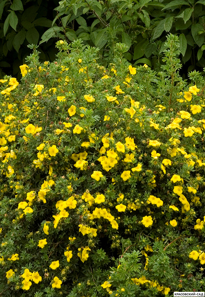 Лапчатка кустарниковая Голдфингер Купить Саженцы в Москве