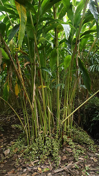 Кардамон (Elettaria cardamomum) 10 мл - 100% натуральное эфирное масло