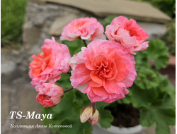 Пеларгония TS Maya