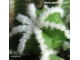 Aztekium hintonii PP 222 - 5 семян