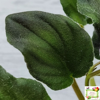 LV-Кирюша (Л. Шевелева) 2022 г. трейлер (пасынок посажен 15.08.25)