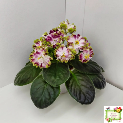 КО-Петушок Золотой Гребешок (О. Кособокова) 2016