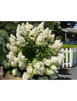 Гортензия метельчатая Silver Dollar