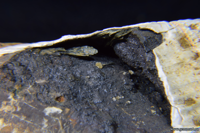 Керченит, барит на псиломелане, в полости ракушки. 86*57*43мм.