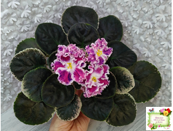 ТФ-Confetti (Т. Фурлетова) 2024 г. (лист с детками посажен 13.07.25)