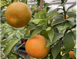 Миртолистный Померанец