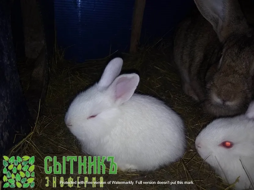 Купить мясо кролика в Москве от фермера