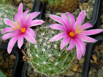 Mammillaria boolii - 5 семян