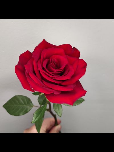 Роза Эквадор красная