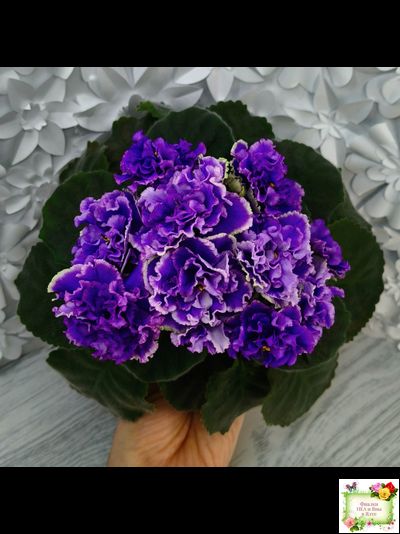 РМ-Синий Бриллиант (Н. Скорнякова) 2023 г.