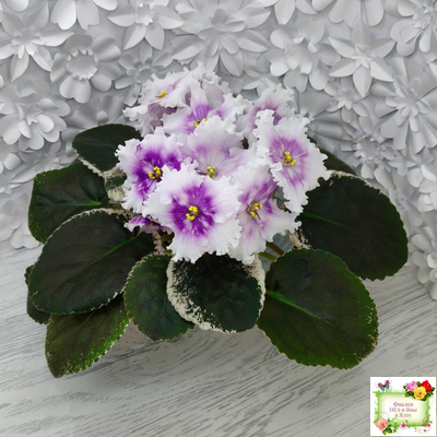 Dn-Дух Різдва (Д. Денисенко) 2020 г.