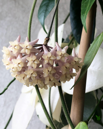 Hoya thuathienhuensis