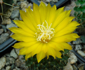 Parodia microsperma VG-1346-1 - 5 семян