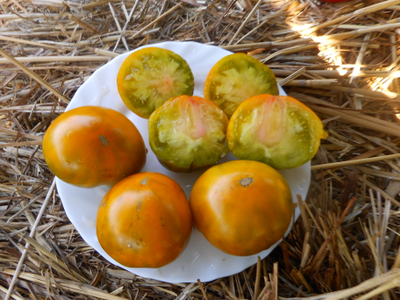 Томат Зеленая тайна мистера Граба (Grubs mysteri green) Австралия,