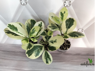 Фикус Джулия / Моклэйм вариегатный / ficus Giulia