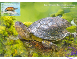 Европейская болотная черепаха (без гашения)