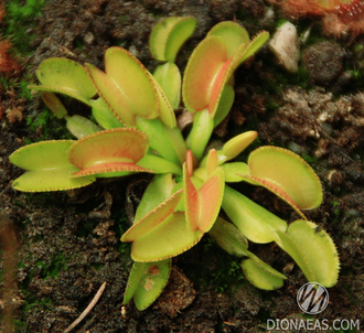 Dionaea muscipula Microdent