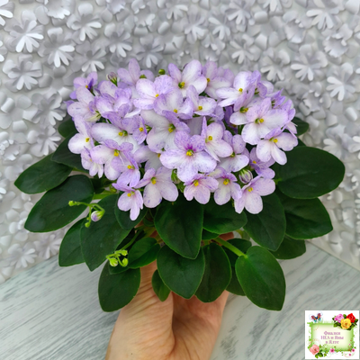 Белый Клоун (Е. и Я. Немчиновы) 2025 г. трейлер