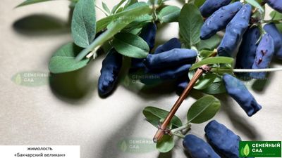 Жимолость "Бакчарский Великан"