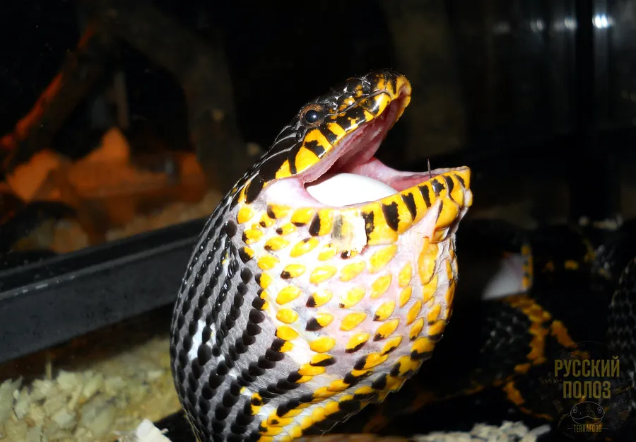 Амурский полоз, Полоз Шренка, Русский полоз, Elaphe shrenckii