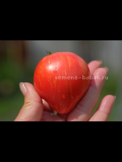 Томат Dwarf Rebel Starfigter Grandpa's Heart (Гном Восставший Звездный Истребитель Дедушкино Сердце), 10 шт